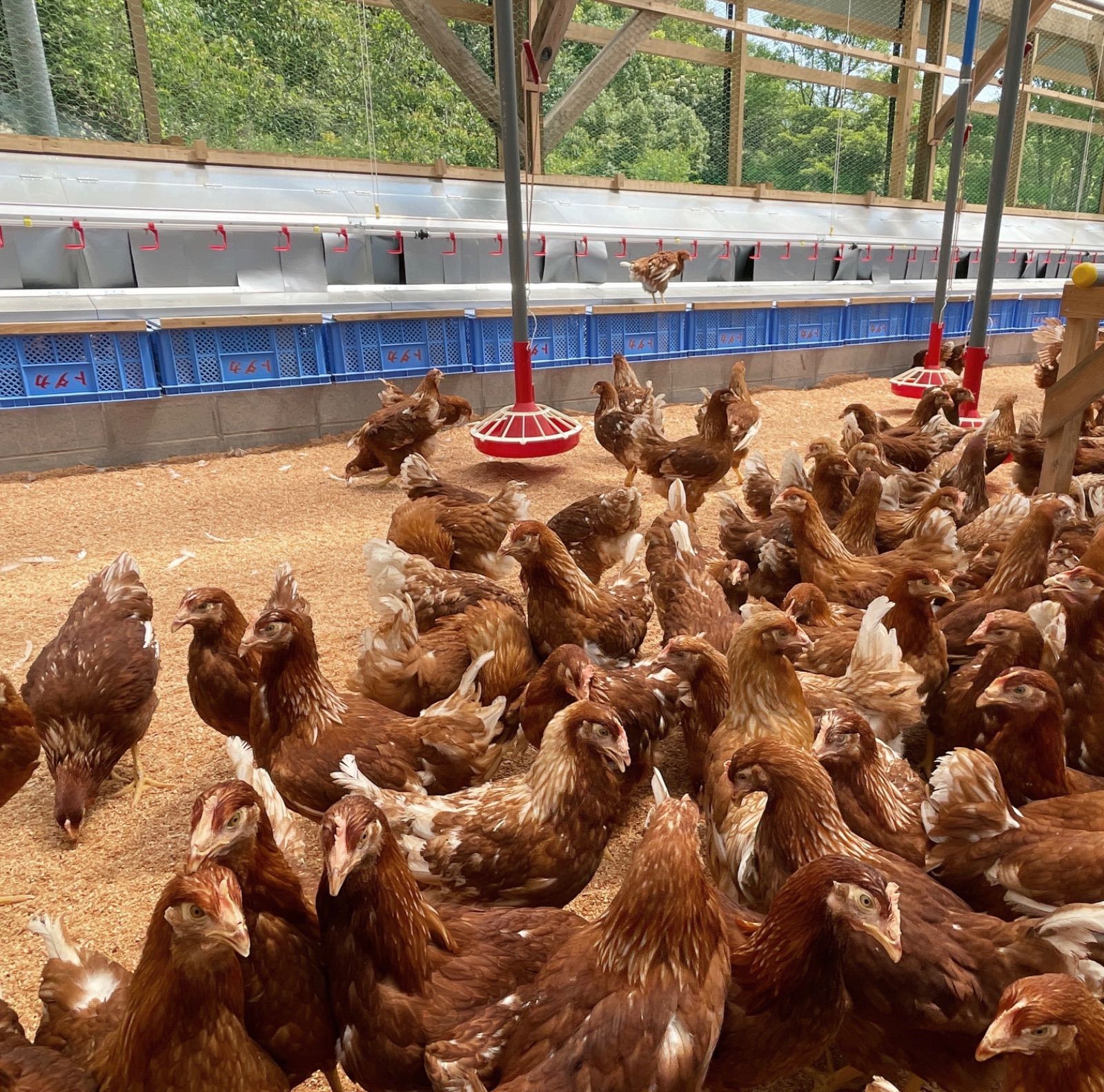 中玉サイズ?平飼いもみじ玉子90コ