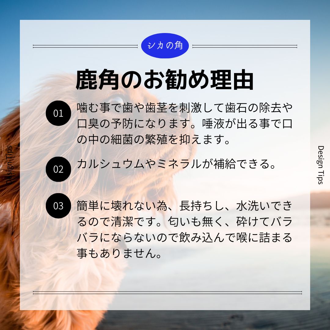 ガジガジ鹿の角 Sサイズ 約10㎝ 2本入り 【「くいしんぼ