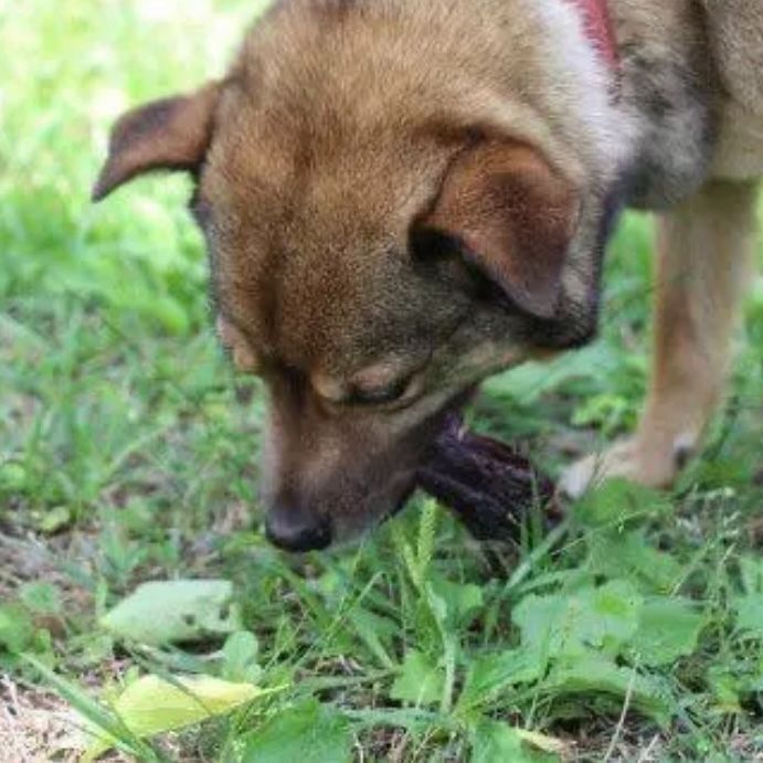 鹿脛ジャーキー(スネ)100g☆鹿肉ジャーキー 犬用 ドッグフード 無添加