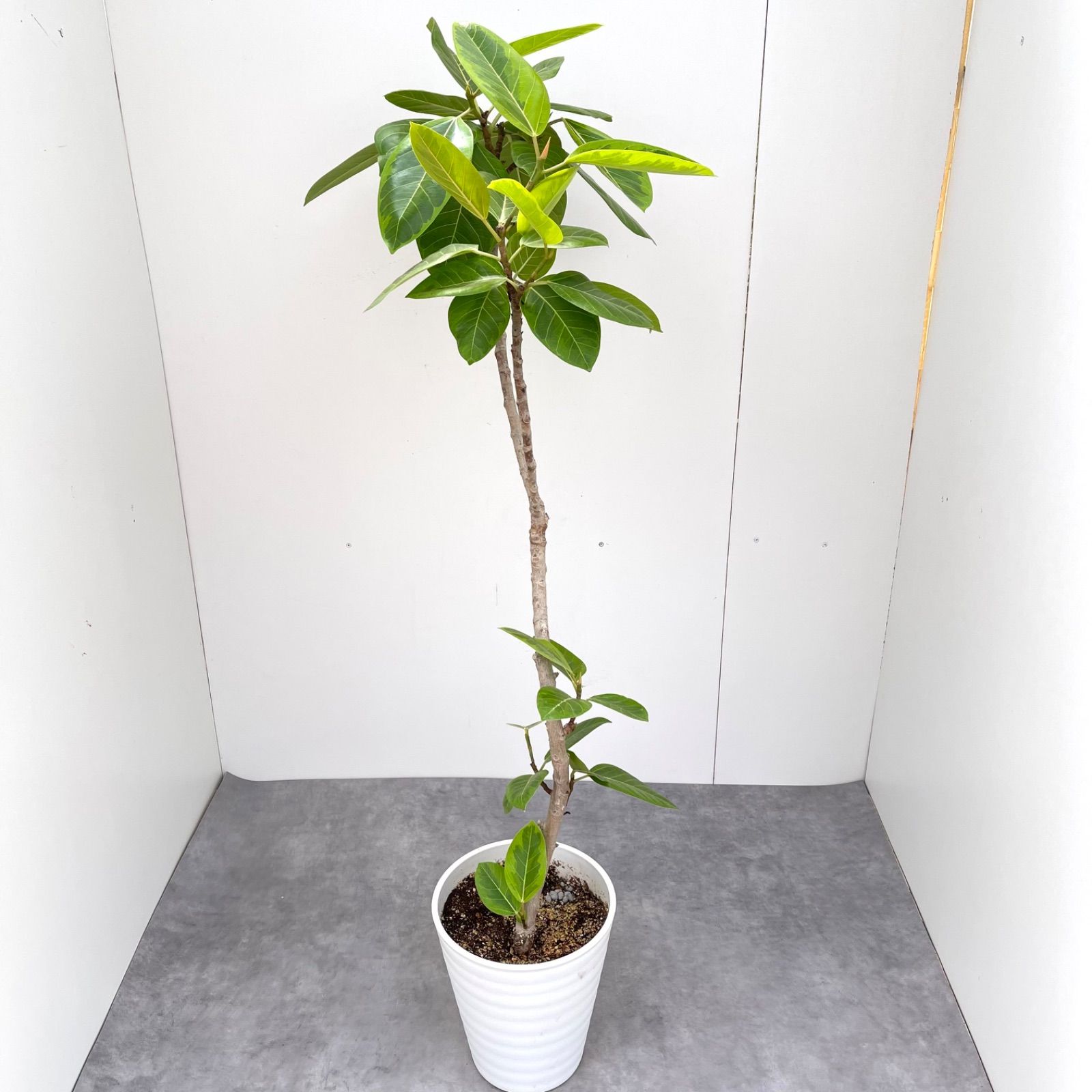 特価】フィカス アルテシマ 曲がり 観葉植物 大型 室内 一点もの】252