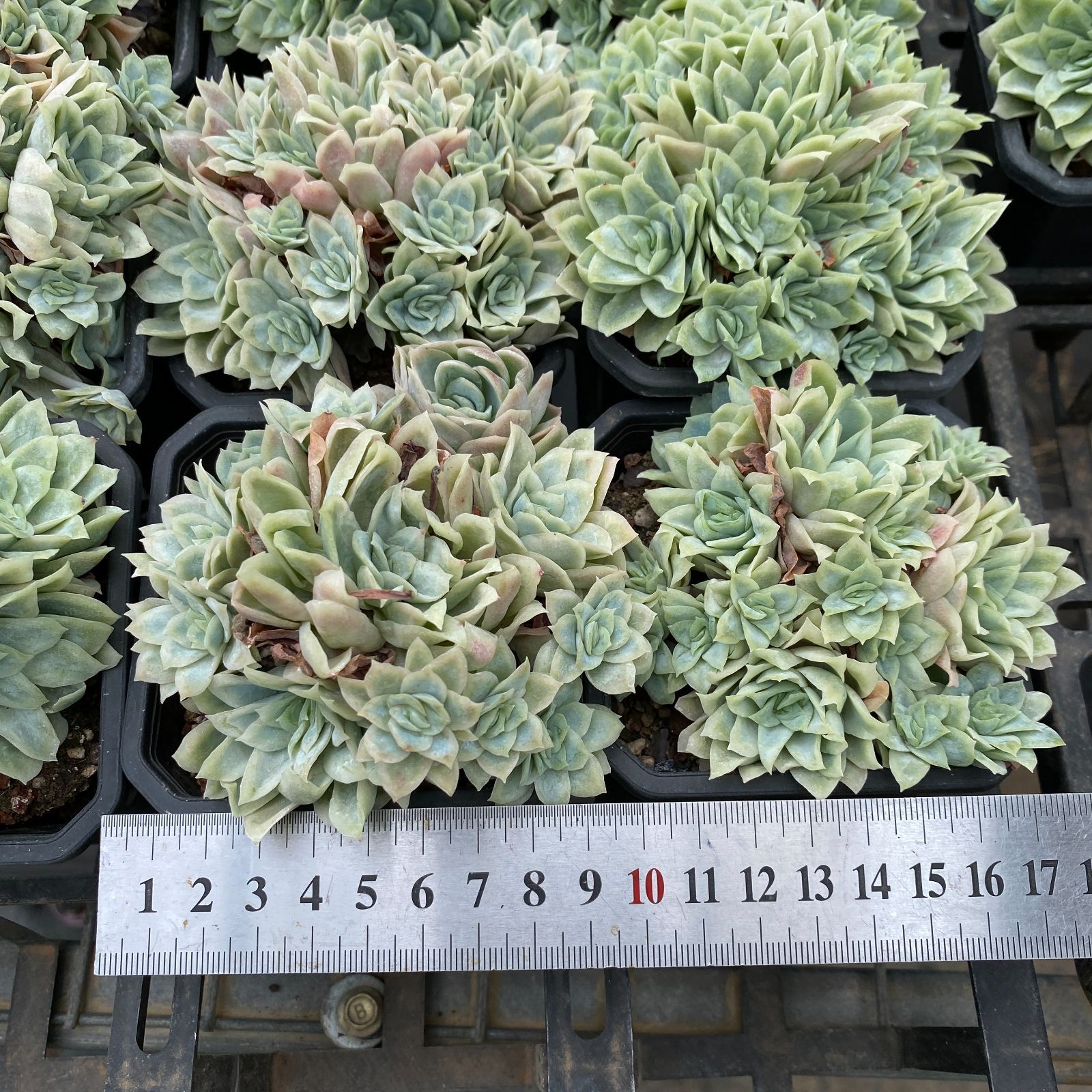 【最新種類】 NGN1420×30 ローズクイーン錦 抜き苗 多肉植物 アエオニウム エケベリア 韓国苗 スペシャルな