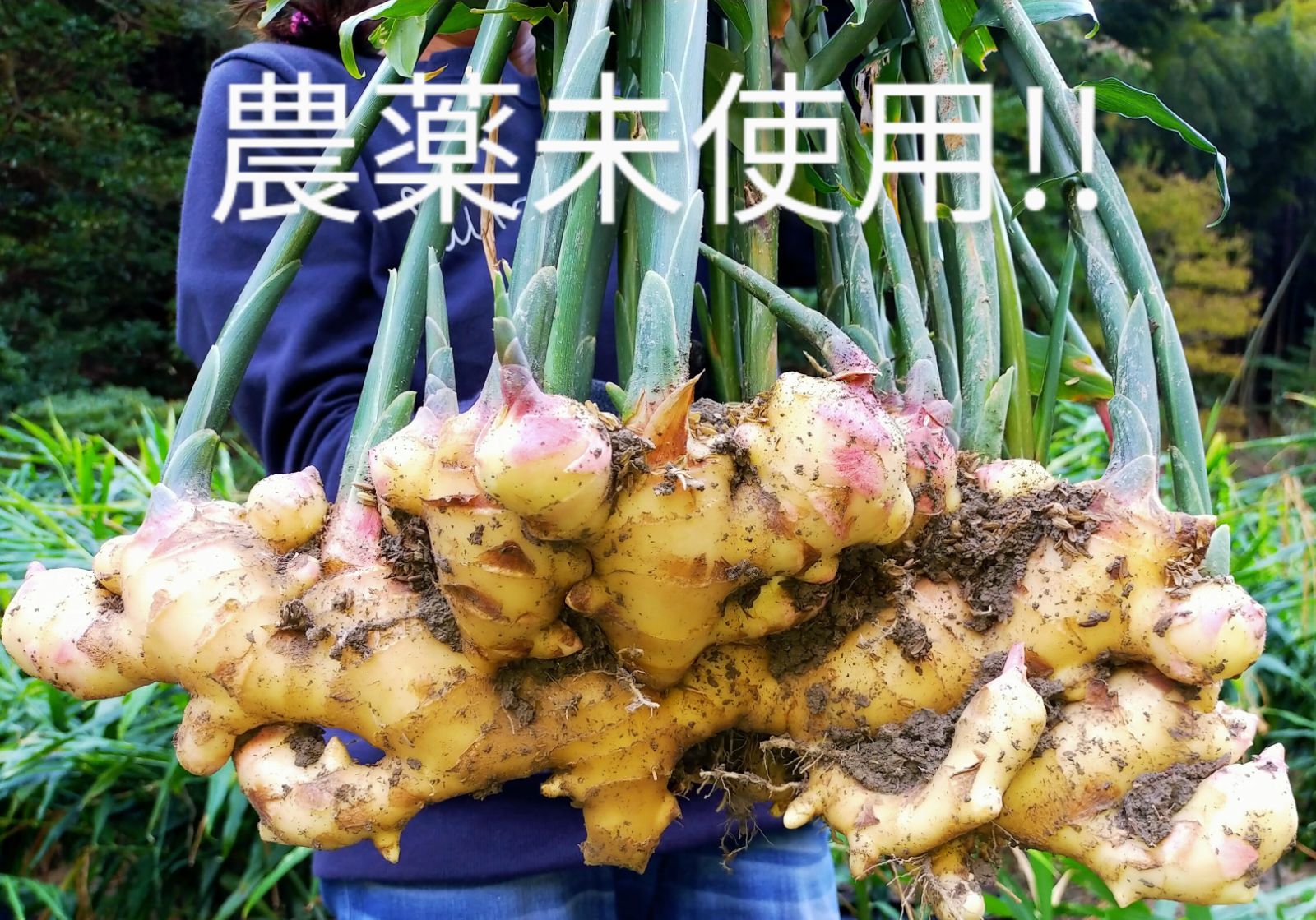 専用出品 農薬未使用金時生姜10kg 【公式通販】