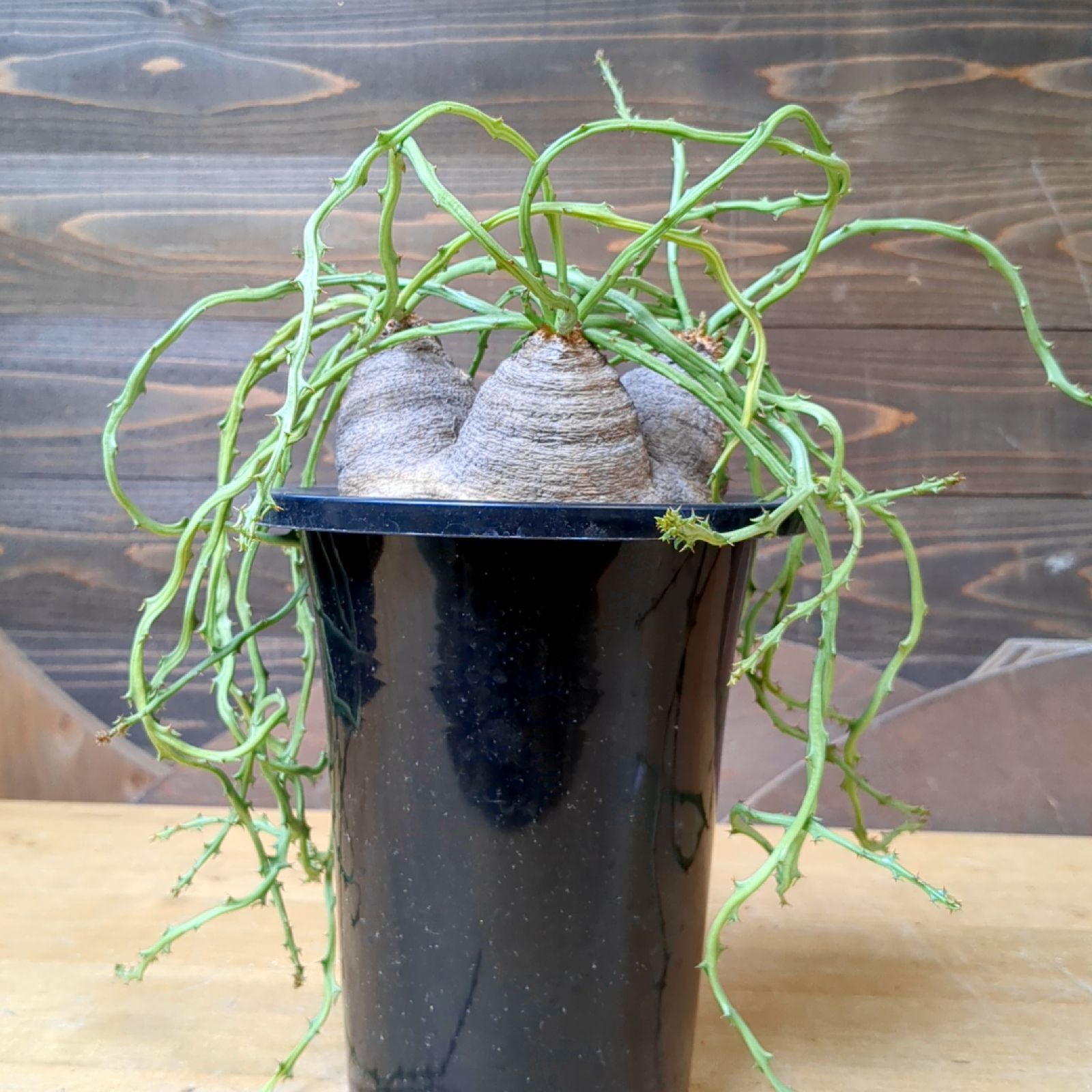 ユーフォルビア デシドゥア 3頭【稀有】鉢のまま発送 - メルカリ