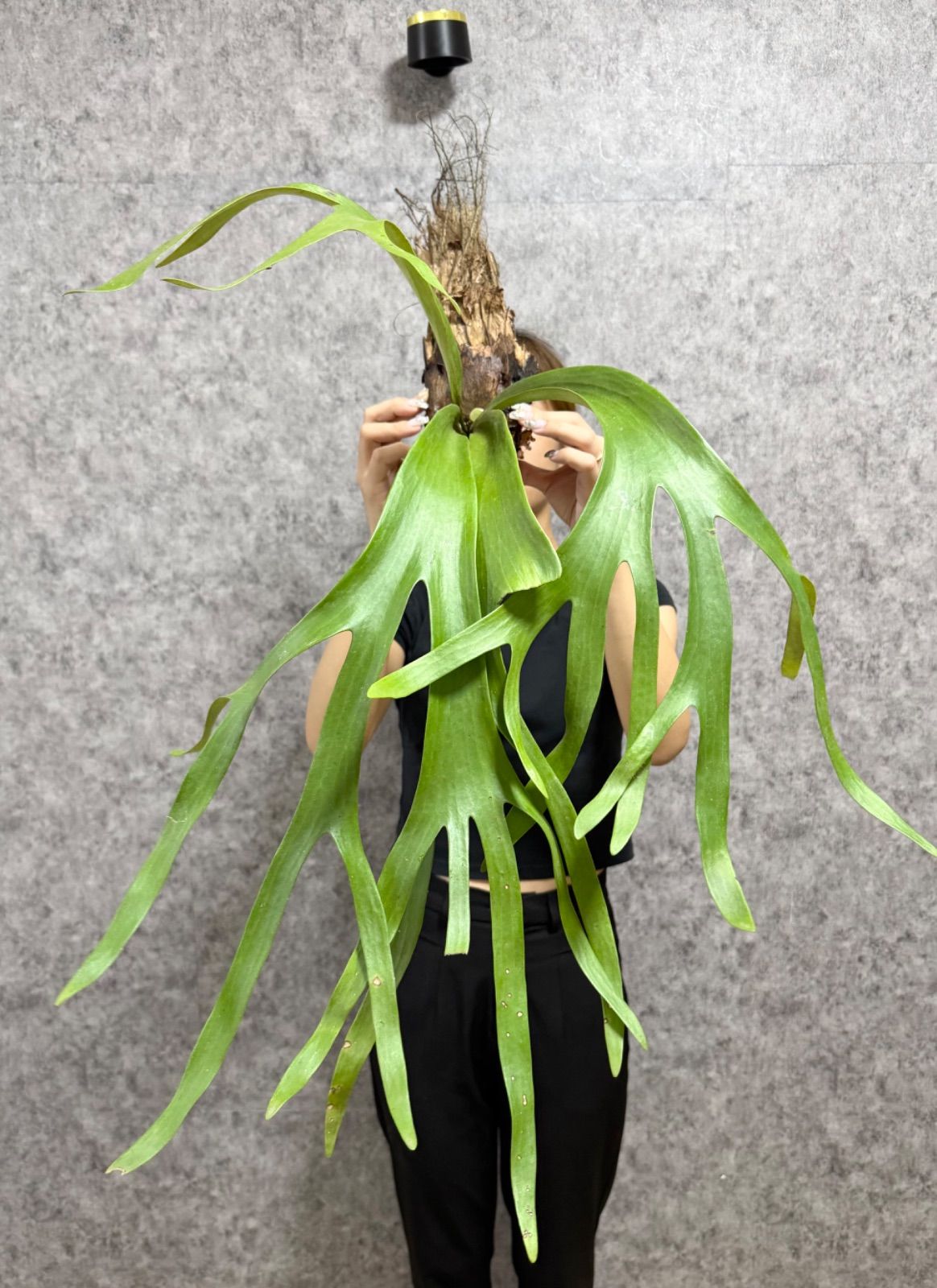 特大ビカクシダ ウィリンキーwild“east java