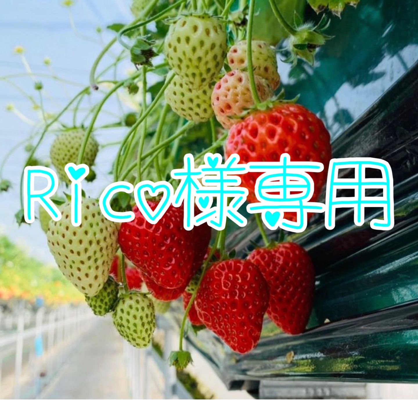 rico.nico様専用 新作早割 paygration.com