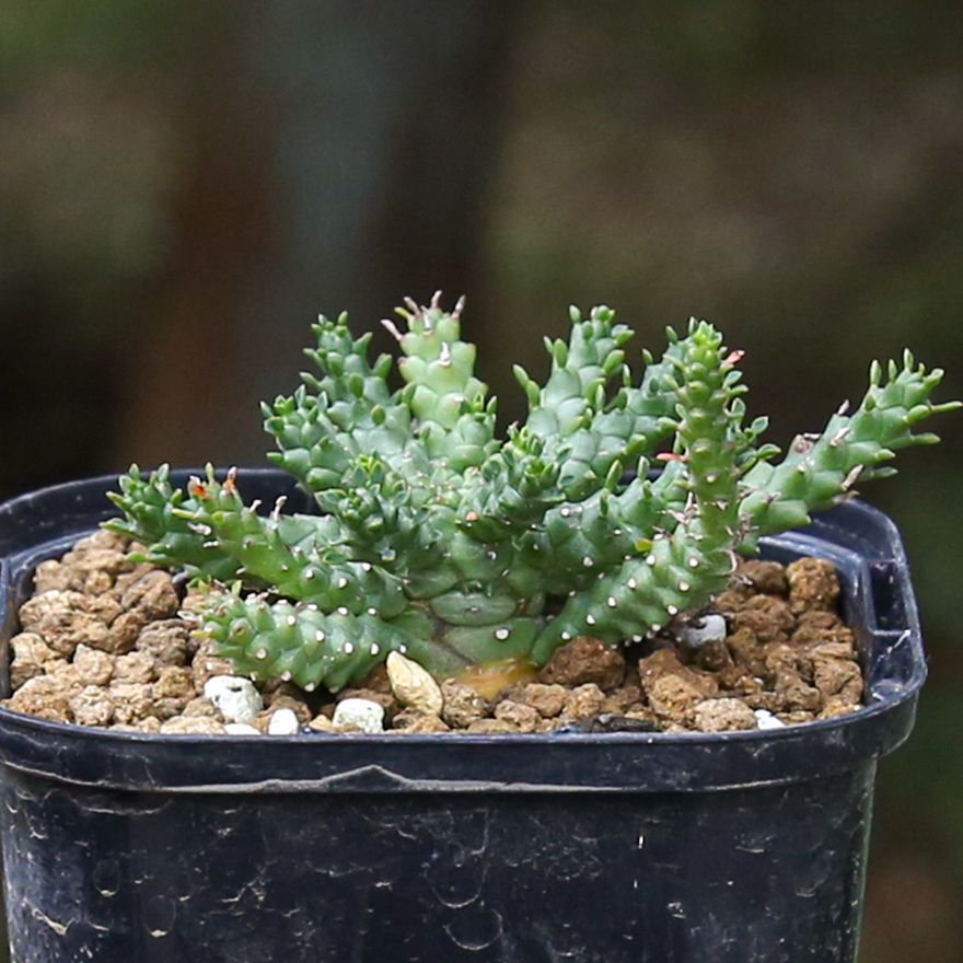 ユーフォルビア　ゴルゴニス ユーフォルビア ゴルゴニス｜実生｜EG02 - メルカリ