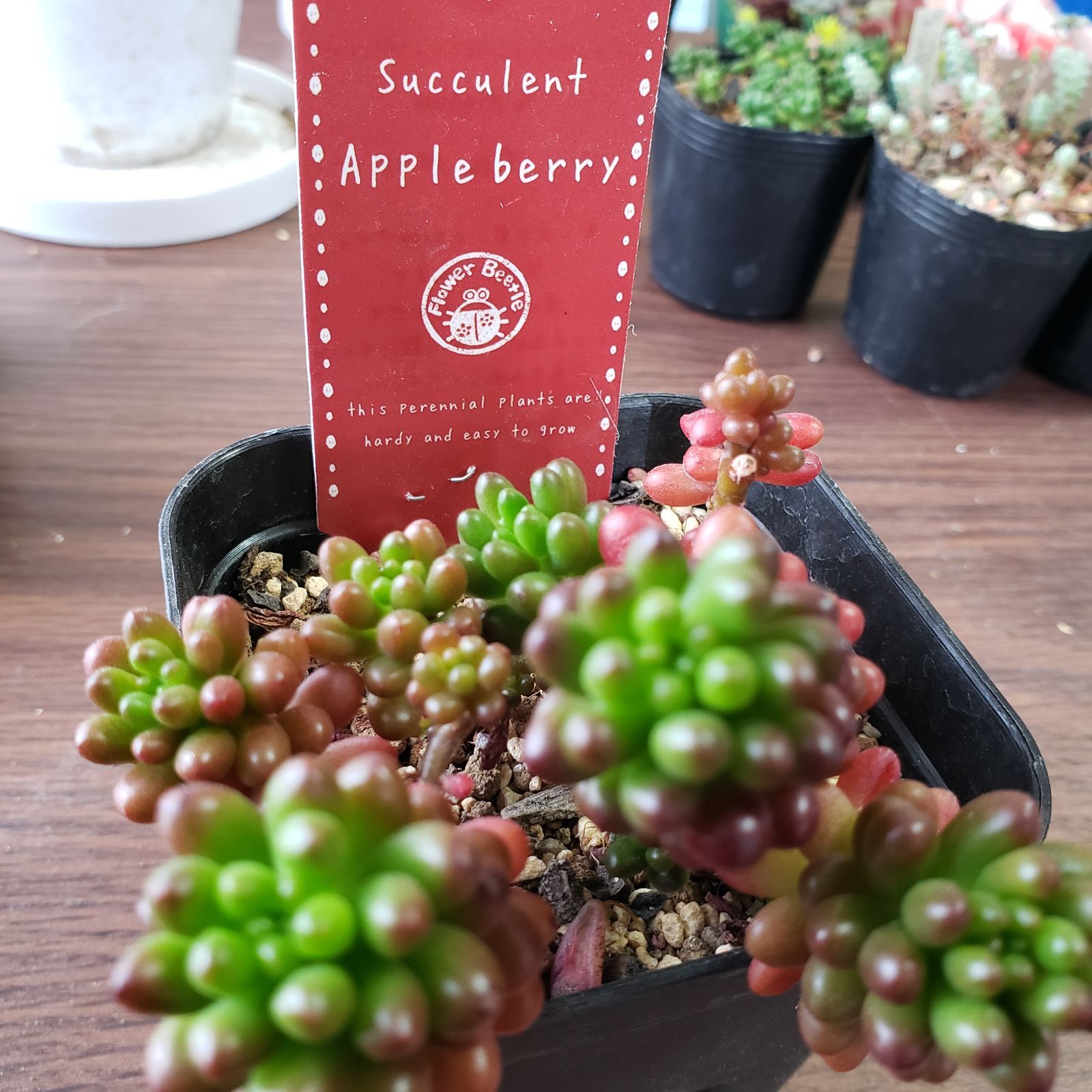 多肉植物 セダム アップルベリー 抜き苗 - メルカリ