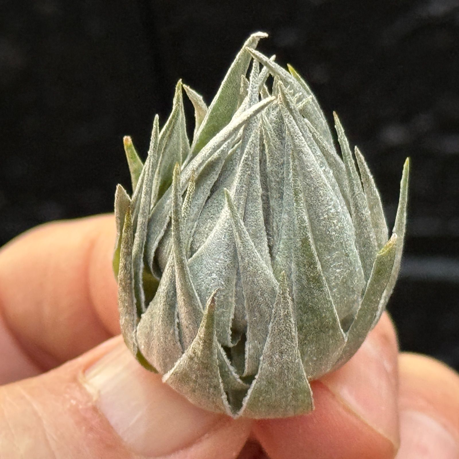 カウツキー Tillandsia