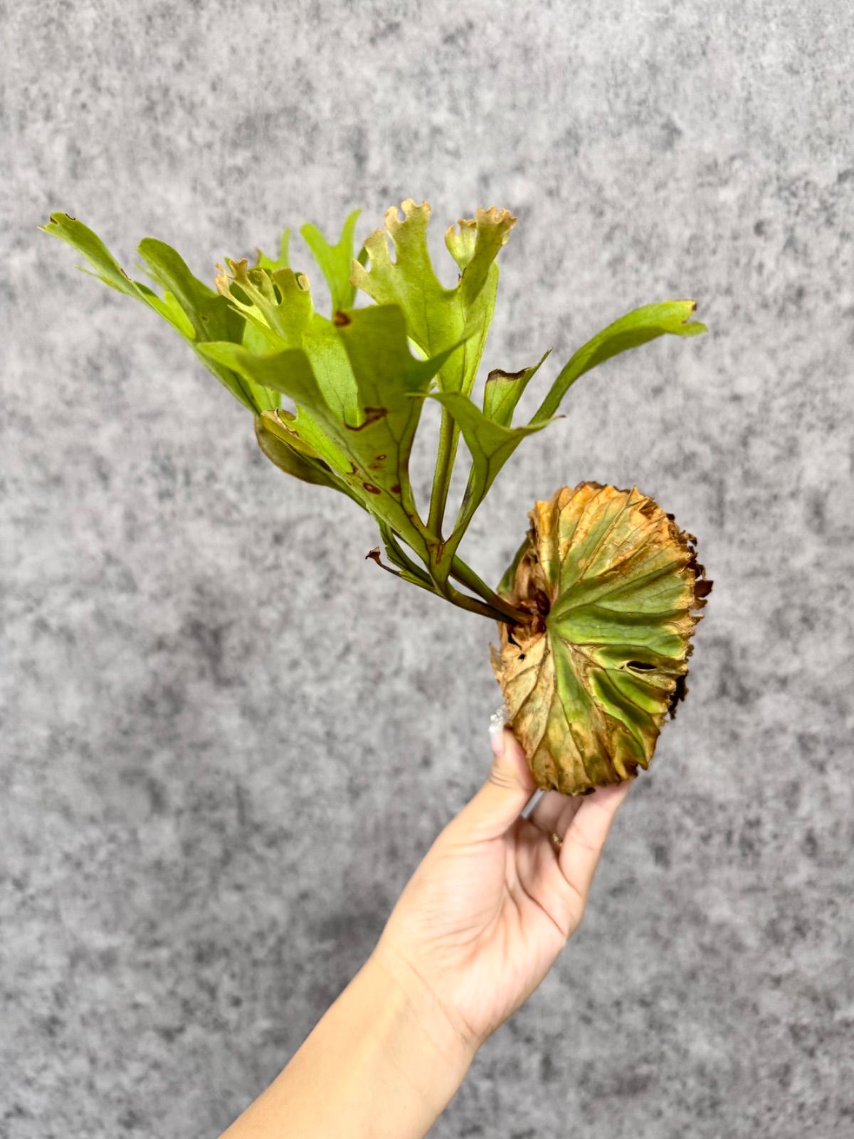 Mサイズ】49 ▽P.ridleyi Wild from Central Borneo ▽ リドレー