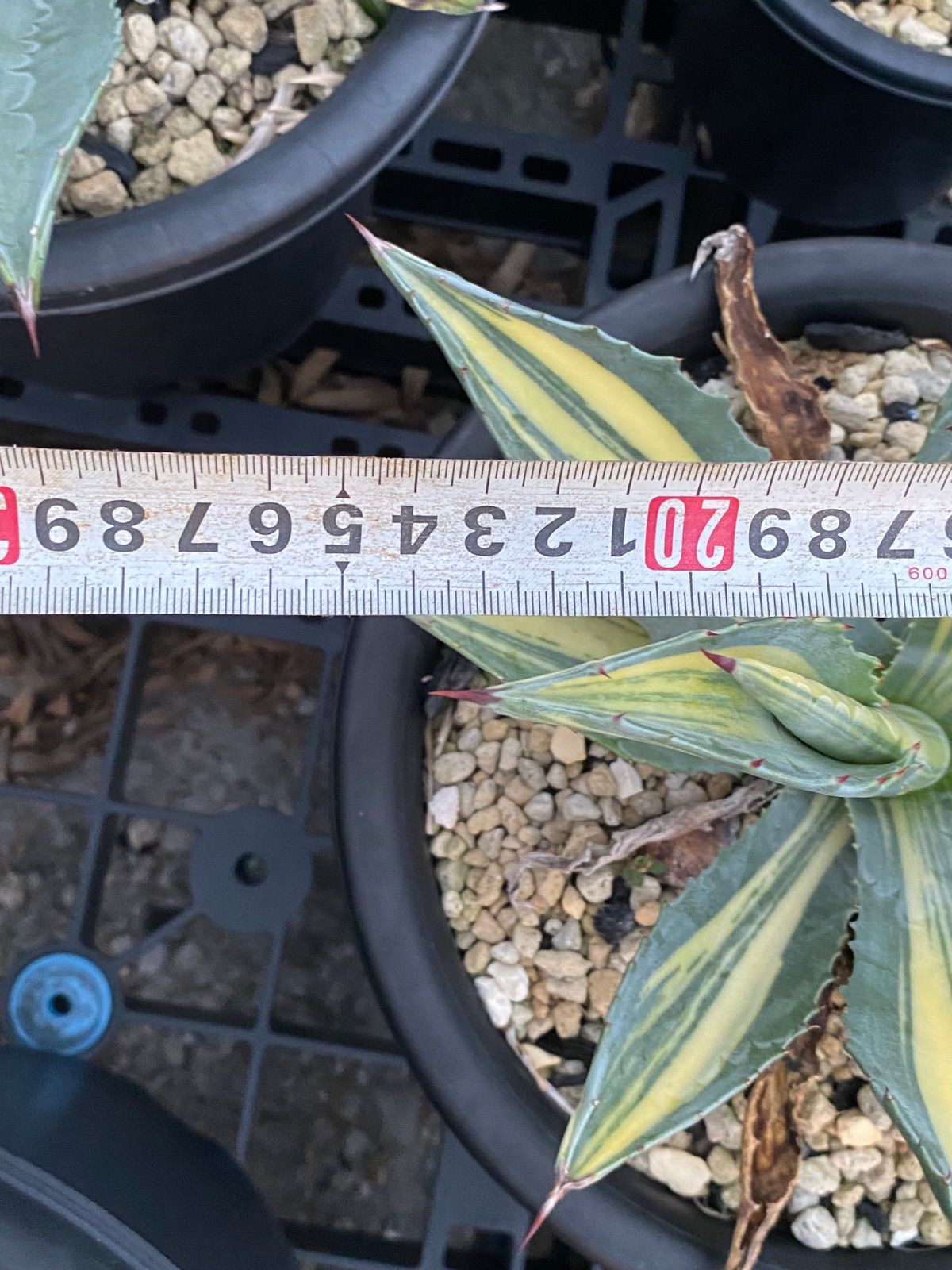 【‼︎美株‼︎】アガベ　アメリカーナ　縞斑　大株 アガベ アメリカーナ 縞斑入り 特大 アメリカーナ縞斑 7号鉢 極美株