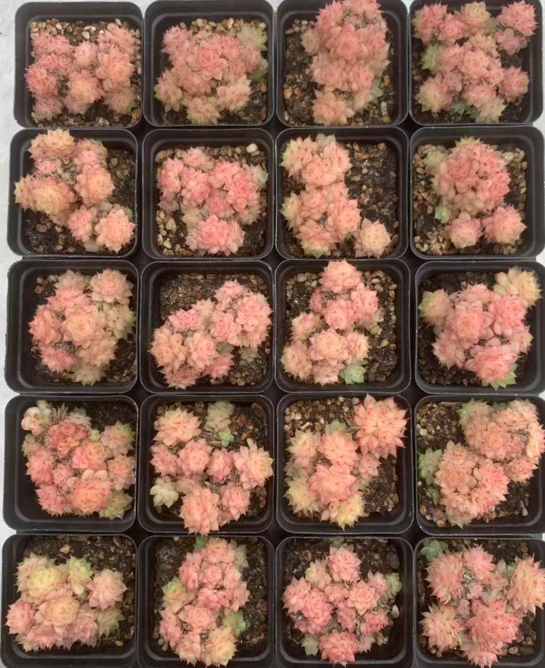 54株の抜き苗セット ピンクマルガン