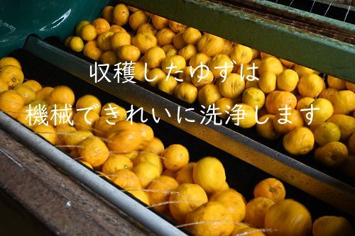 高知県産ゆず酢900ml 6本 クール便込 農薬不使用 - メルカリ