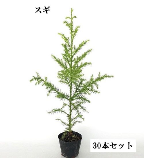 30本セット スギ樹高0.8m前後10.5cmポット