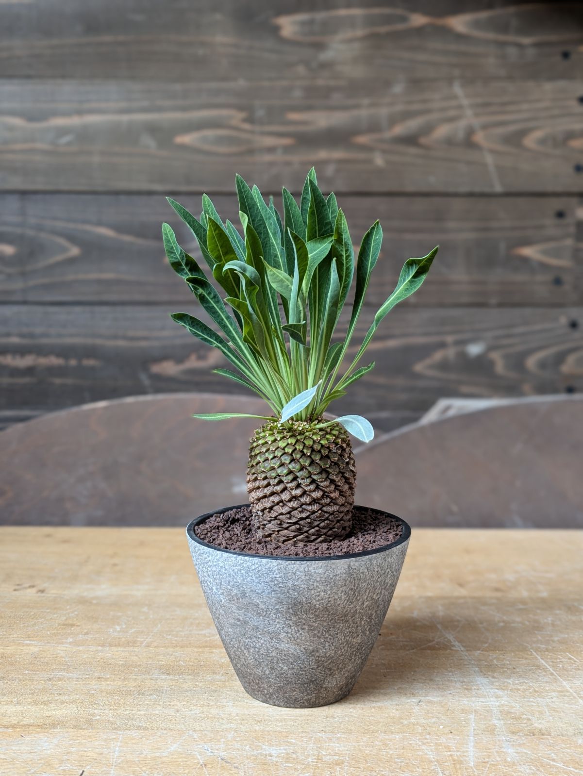 ユーフォルビア　鉄甲丸　No.006　鉢、送料込　メルカリ便 ユーフォルビア 鉄甲丸 - メルカリ