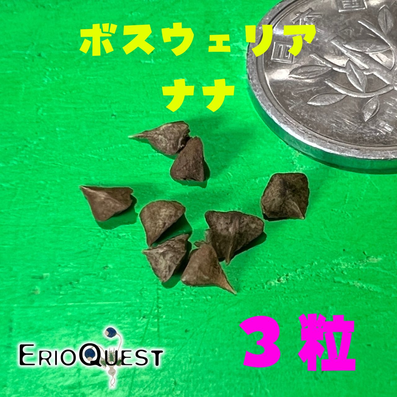 ボスウェリア ナナ Boswellia nana種子 3粒 - メルカリ