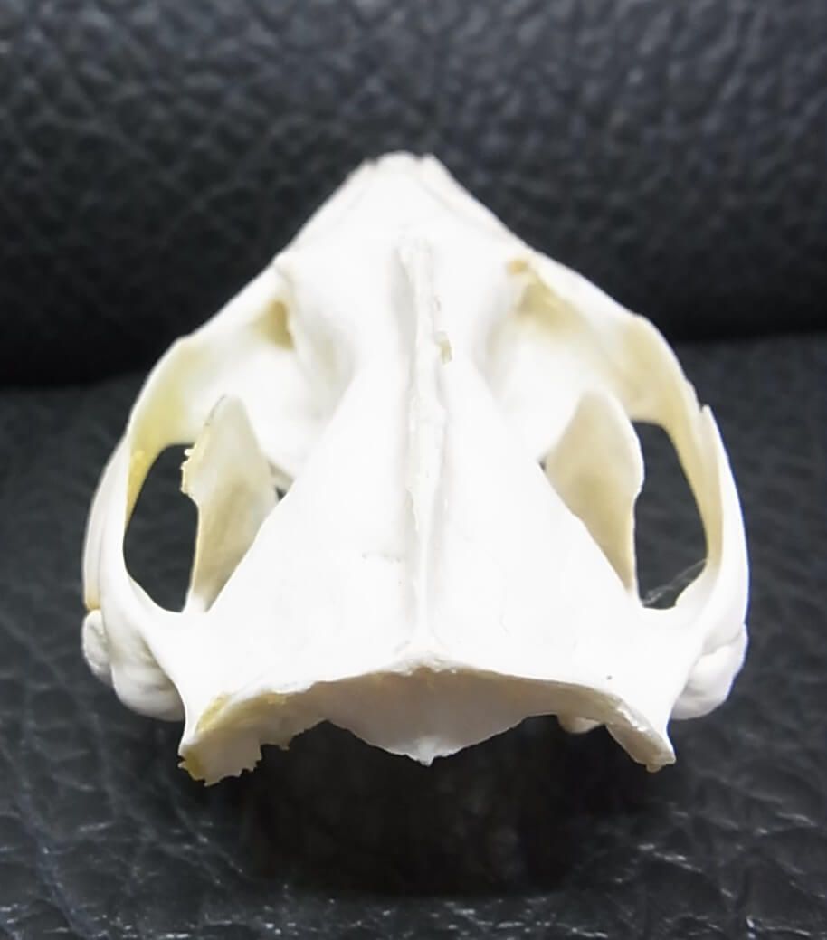 高品質 オポッサムの頭骨 ☆ M サイズ