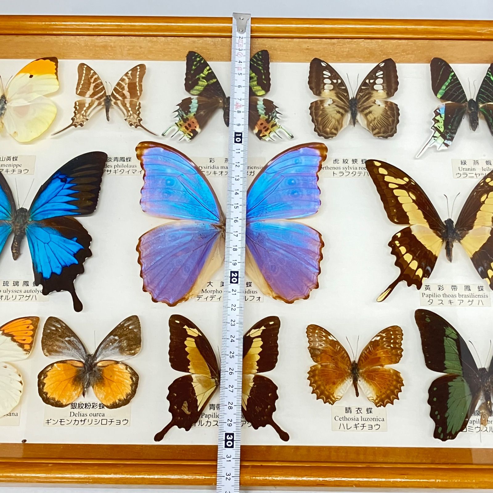 ツマベヤマキチョウ コモンアサギタイマ