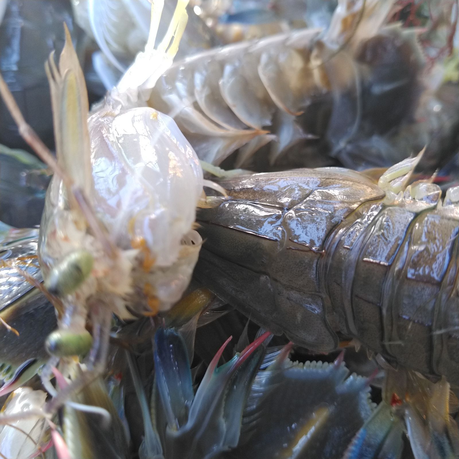 活梱包「水無 蝦蛄６ｋｇ」（120-192匹）シャコエビ シャコ しゃこえび　蝦蛄海老 シャコ刺身 蝦蛄刺身 刺し身 シャコの寿司に ボイルシャコに 漁師直送 活きて到着の可能性あり 活魚【140】