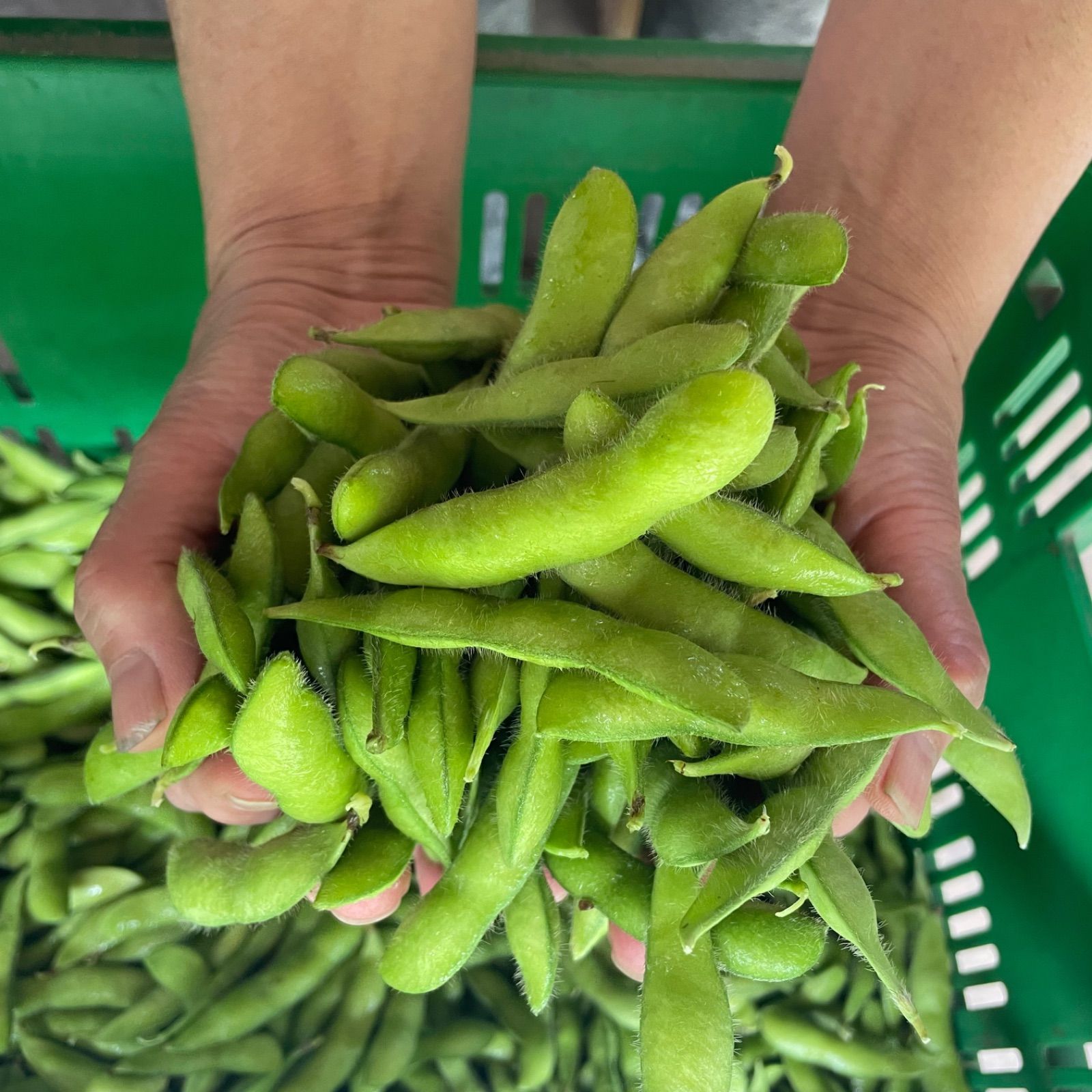 枝豆ページ❷ おまけ付き 枝豆 【豆王】3kg 群馬県産 クール便ページ 産地直送