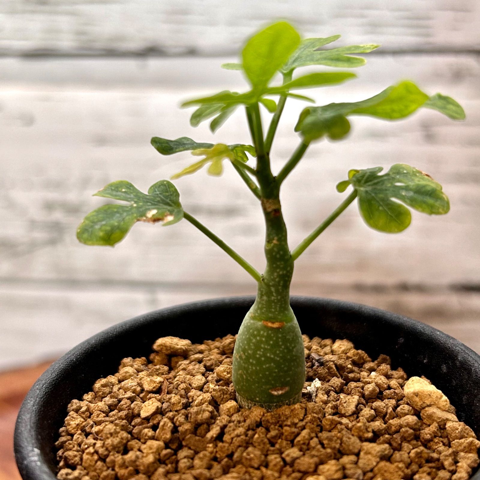 育てるのが楽しみな実生株 アデニア トップ グラウカ 塊根植物 コーデックス 多肉植物