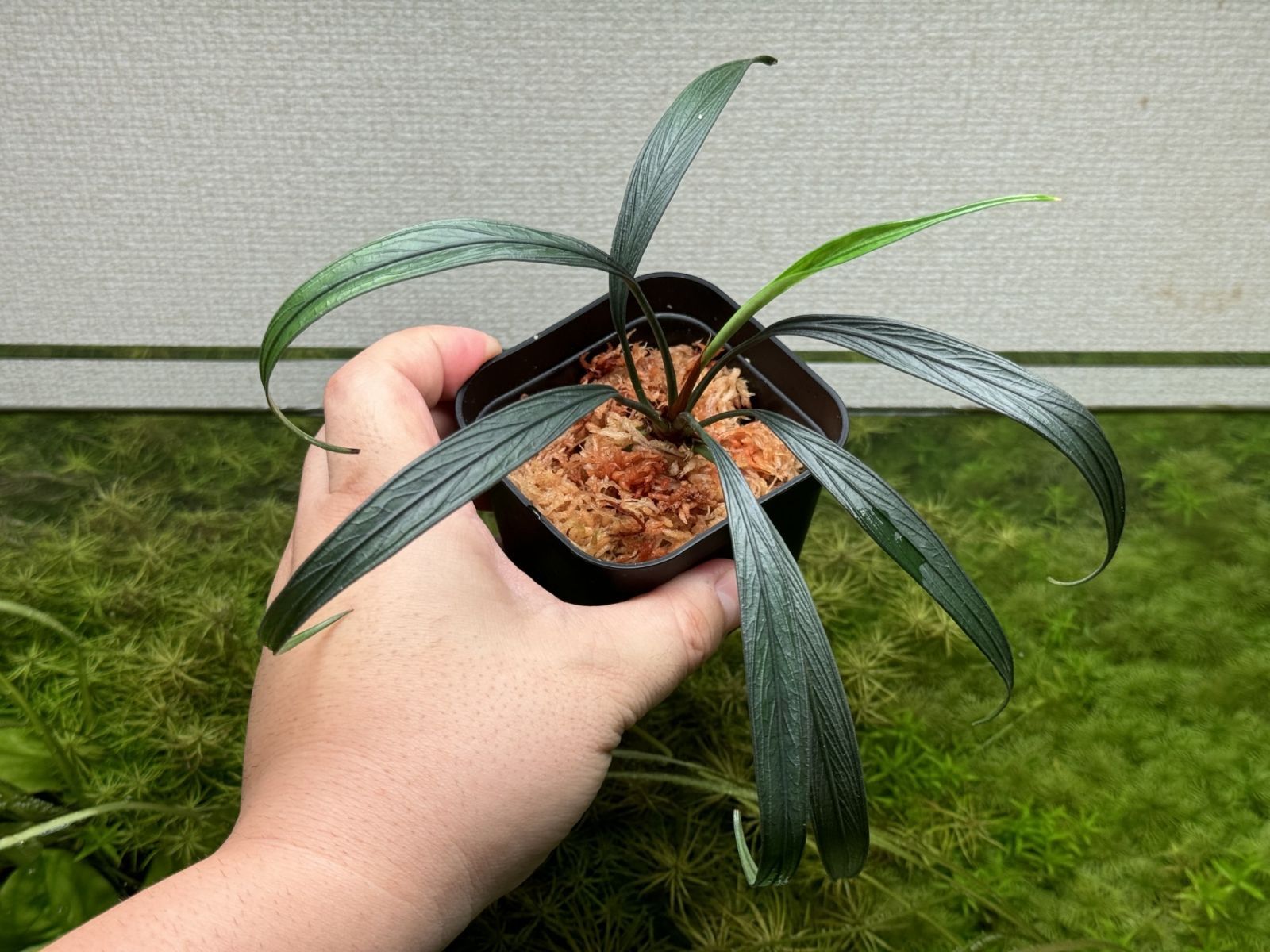 Aridarum perisai from Kalteng【AZ1122-otr】 - メルカリ