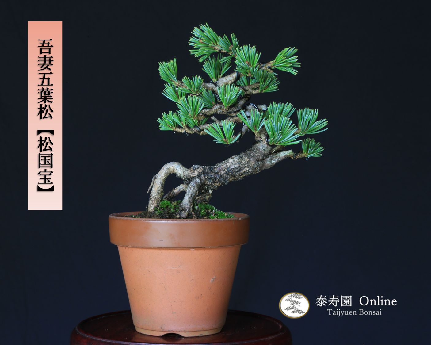 吾妻五葉松 松国宝 ショウコクホウ ミニ盆栽 小品盆栽 泰寿園 Online 現品 接ぎ木 松 盆栽 五葉松 松柏 室内 鑑賞 趣味 卓上盆栽 盆栽鉢 グリーン 和 ギフト プレゼント 誕生日 母の日 父の日 敬老の日 お祝い 記念日 1