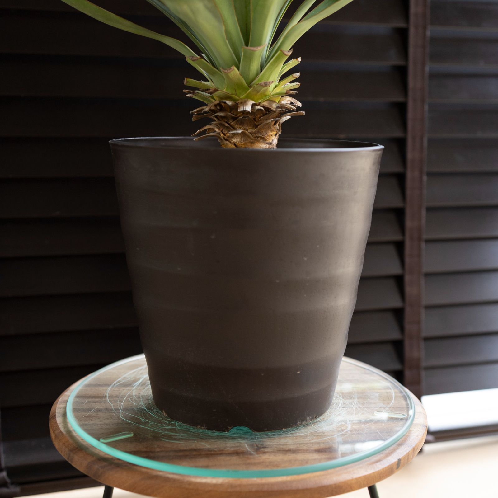 ユッカ アツバキミガヨラン 陶器鉢 ドライガーデンなど