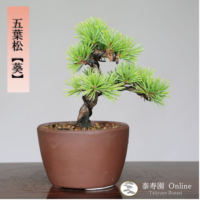 吾妻五葉松』樹高21㎝／樹齢60年／盆栽』