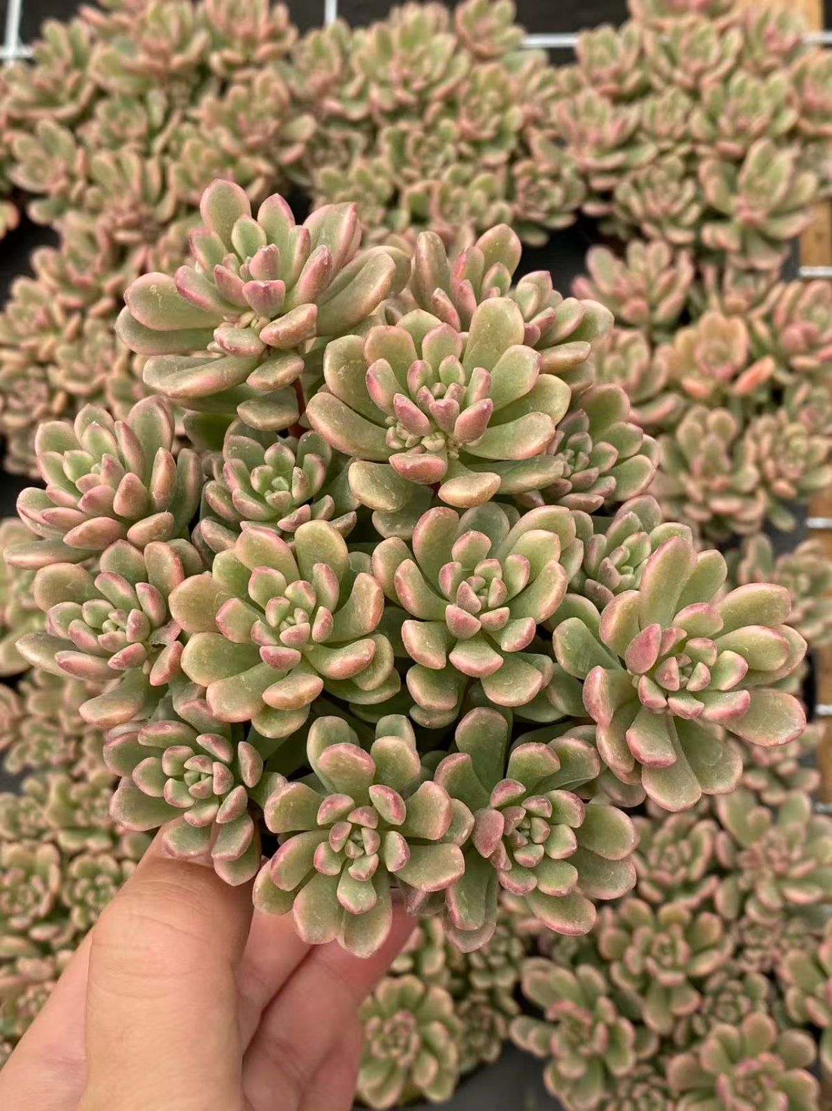 現品 フィロデンドロン セローム ホープ 34番 根上がり 観葉植物