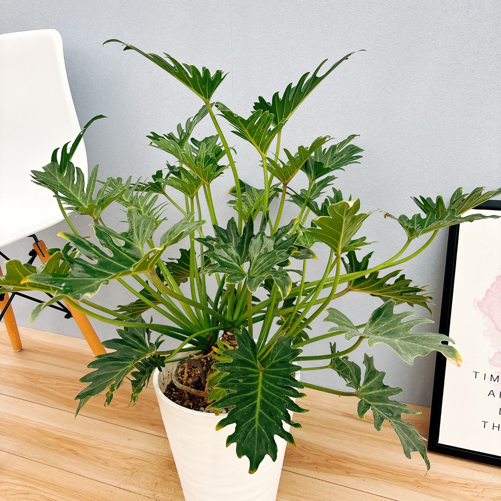 現品］【珍しい】I フィロデンドロン ジャイアントザナドゥ 幹上がり 8