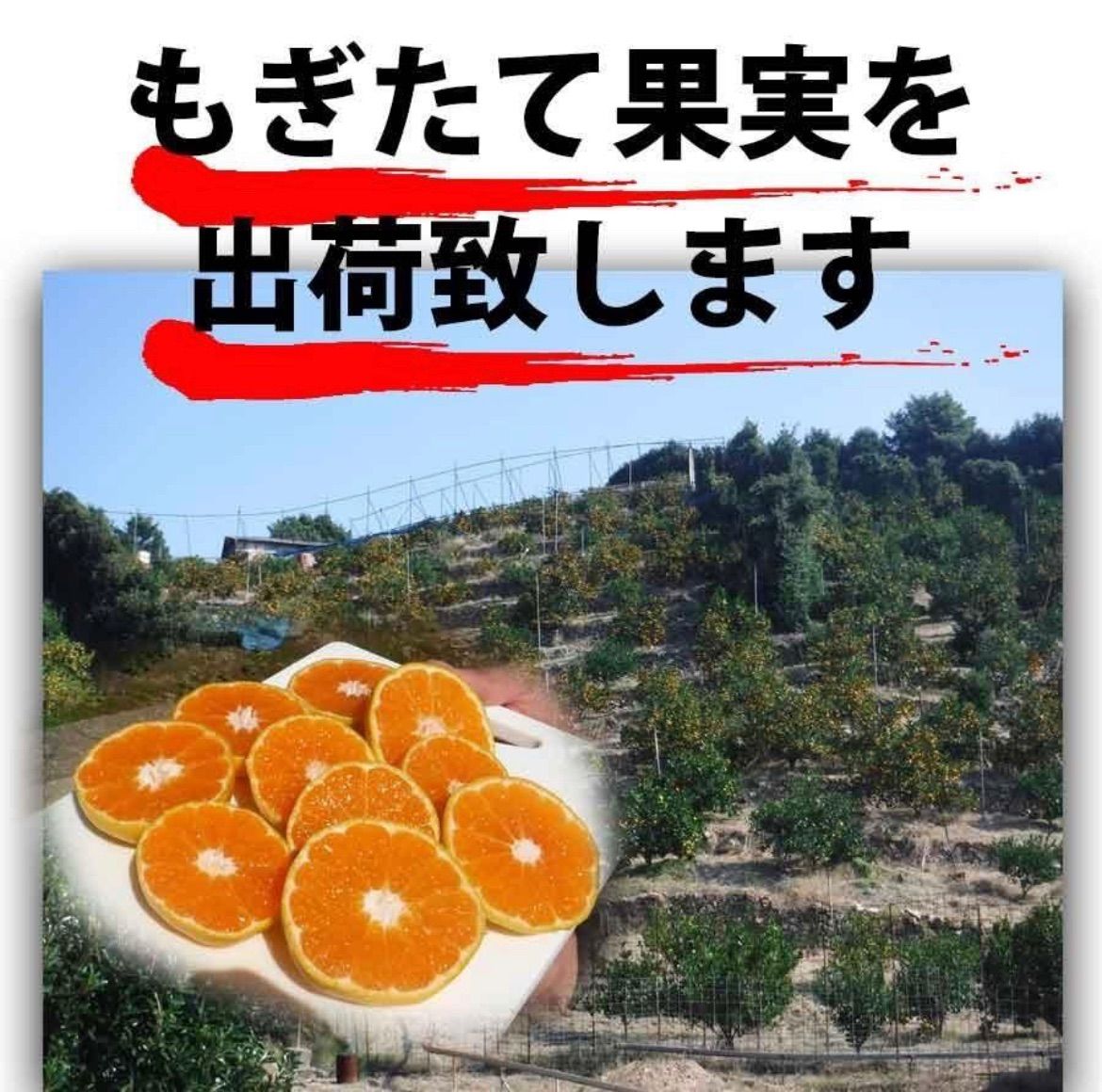 せとか