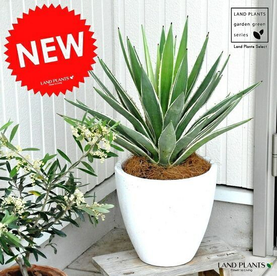 極上 山採りハイノキ 山採り極上ソヨゴ 極上単幹。山採りハイノキ