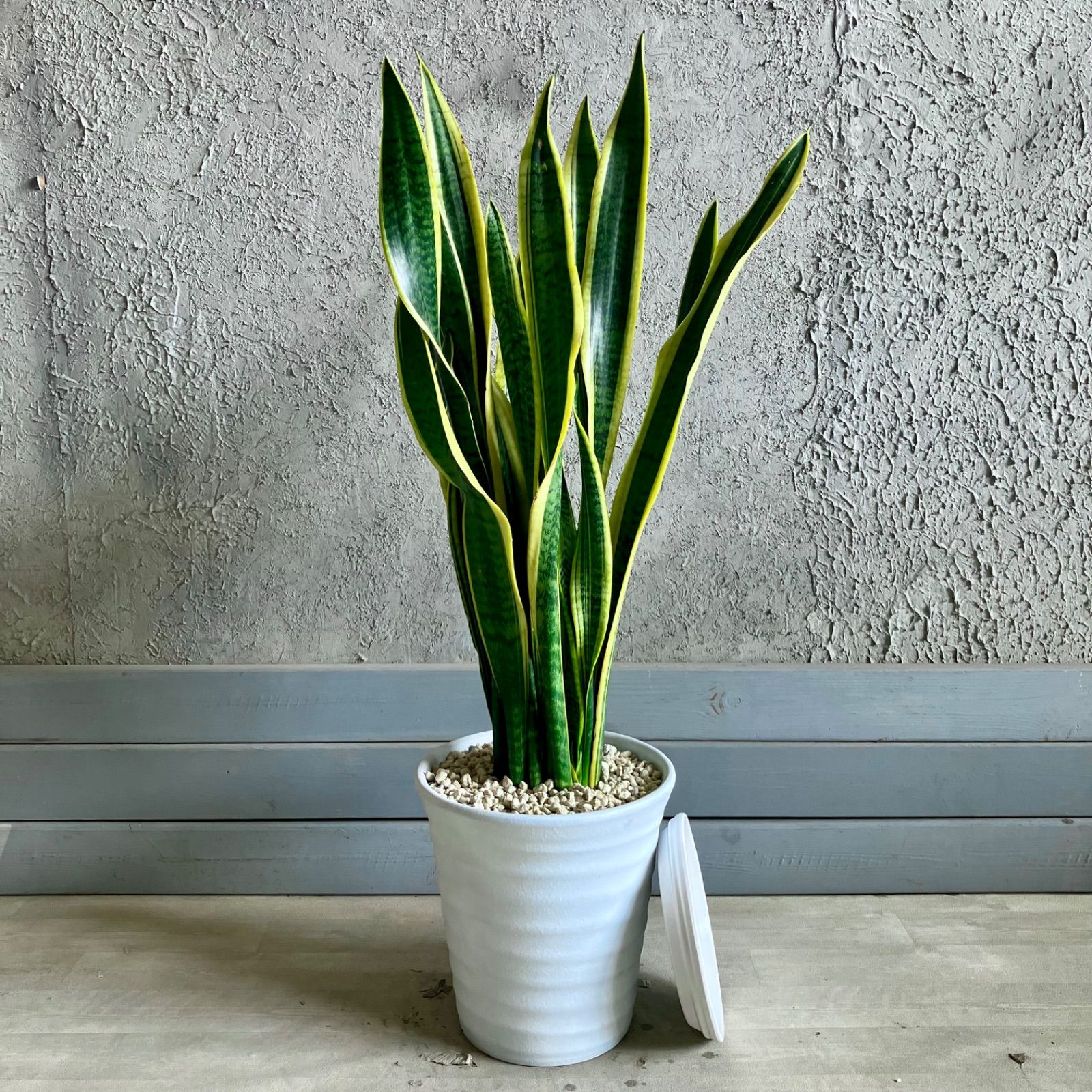 サンスベリア ローレンティ 8号 テラコッタ性鉢植え ホワイト 受け皿付き