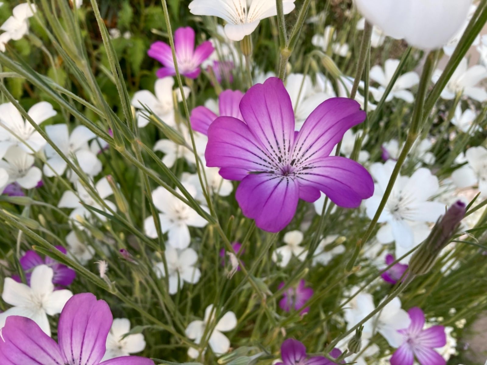 アグロステンマ 混合 花の種 Www Proplanuk Co Uk