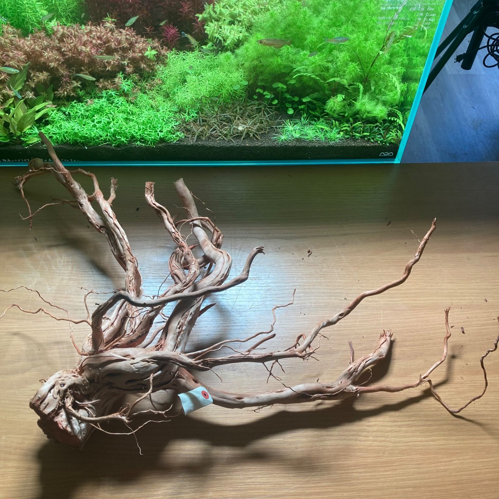 レイアウトセット【LSB010】 スマトラブランチウッド 水槽 まとめ買い