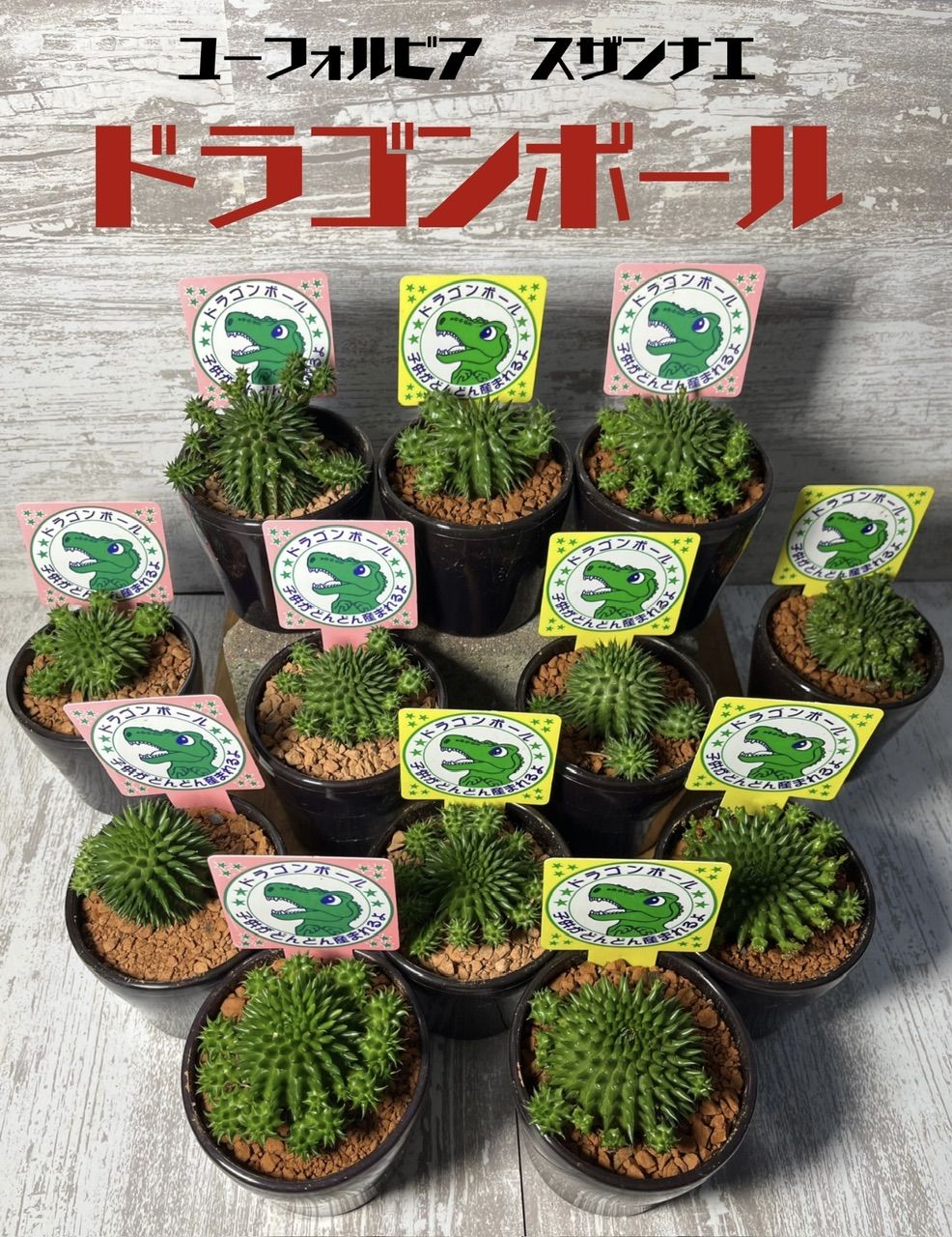ユーフォルビア スザンナエ ドラゴンボール 瑠璃晃 多肉植物