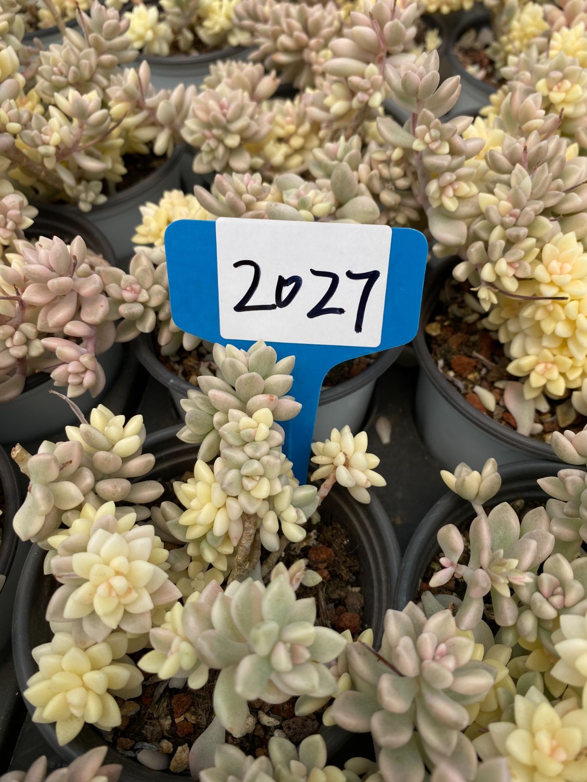 多肉植物