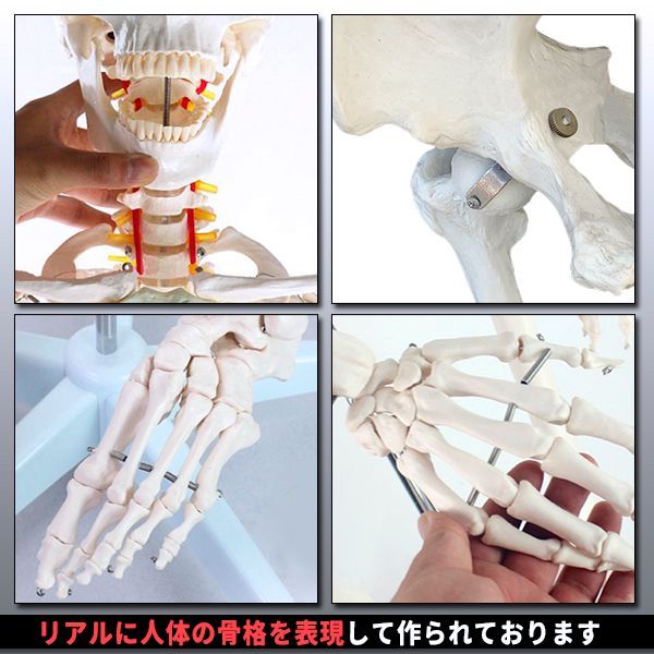 人体模型 骨格模型 骨 等身大 身長約166cm 展示スタンド付き 骨格標本