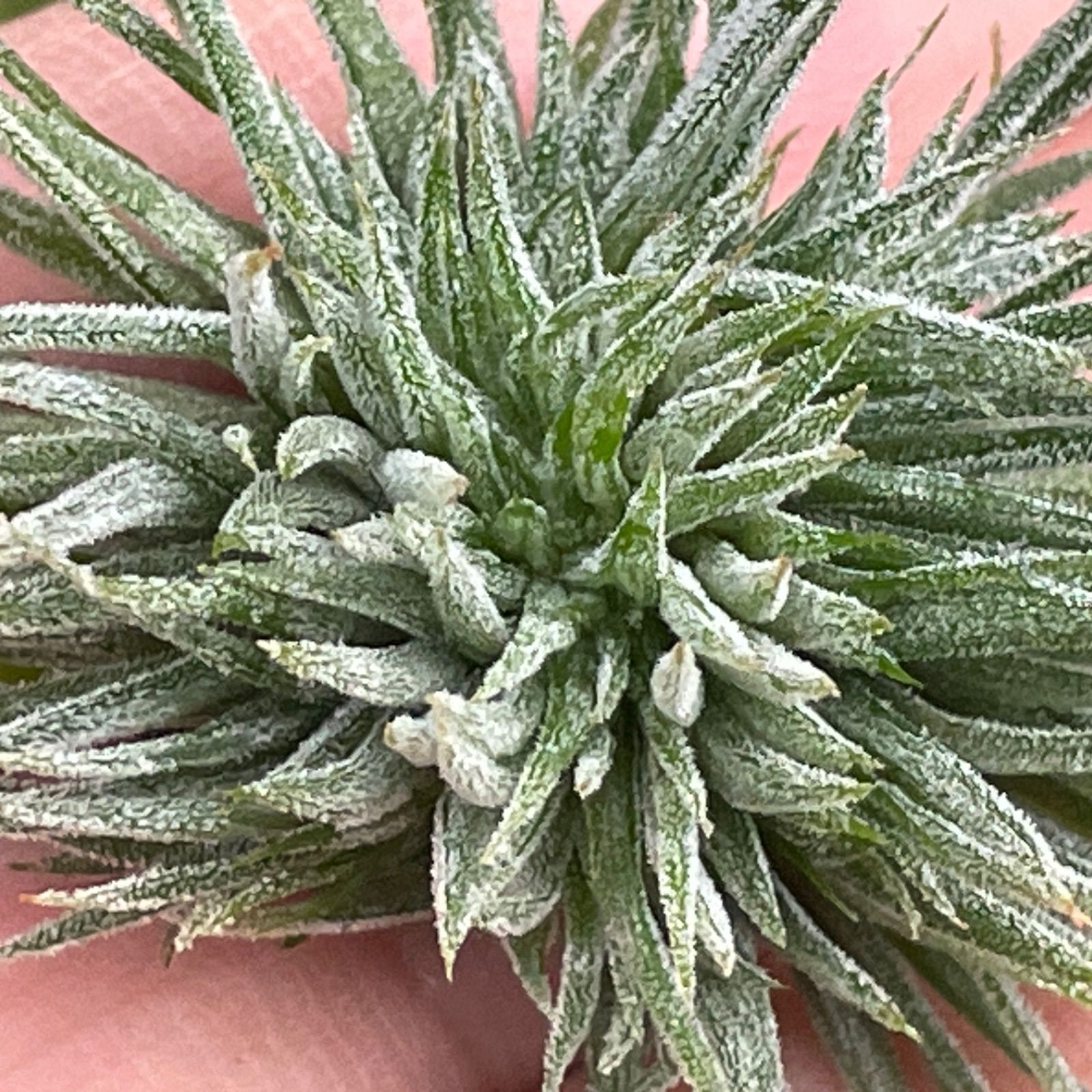 チランジア イオナンタ モンストローズ Tillandsia ionantha Monstrose 