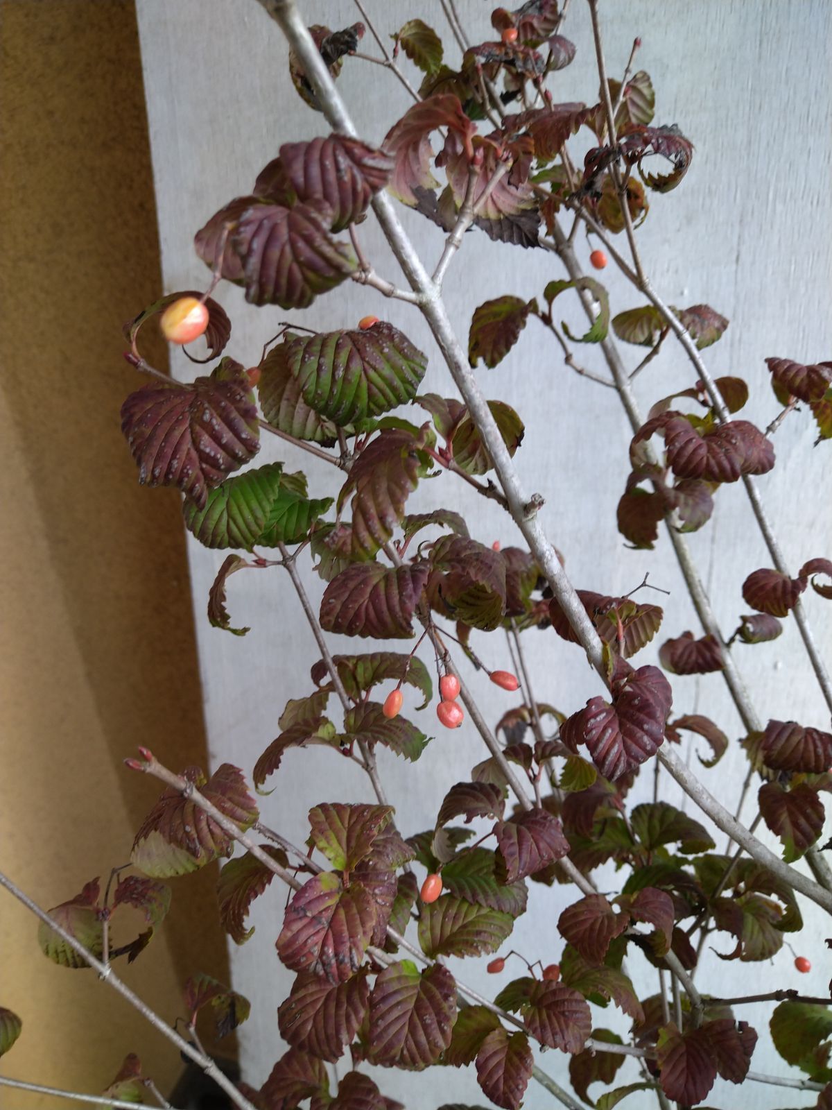 オトコヨウゾメ/株立ち【現品発送】管理70919 オトコヨウゾメ/株立ち【現品発送】管理70919 - メルカリ