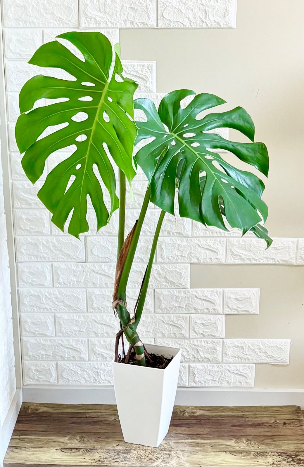 モンステラ⭐️幹上がり