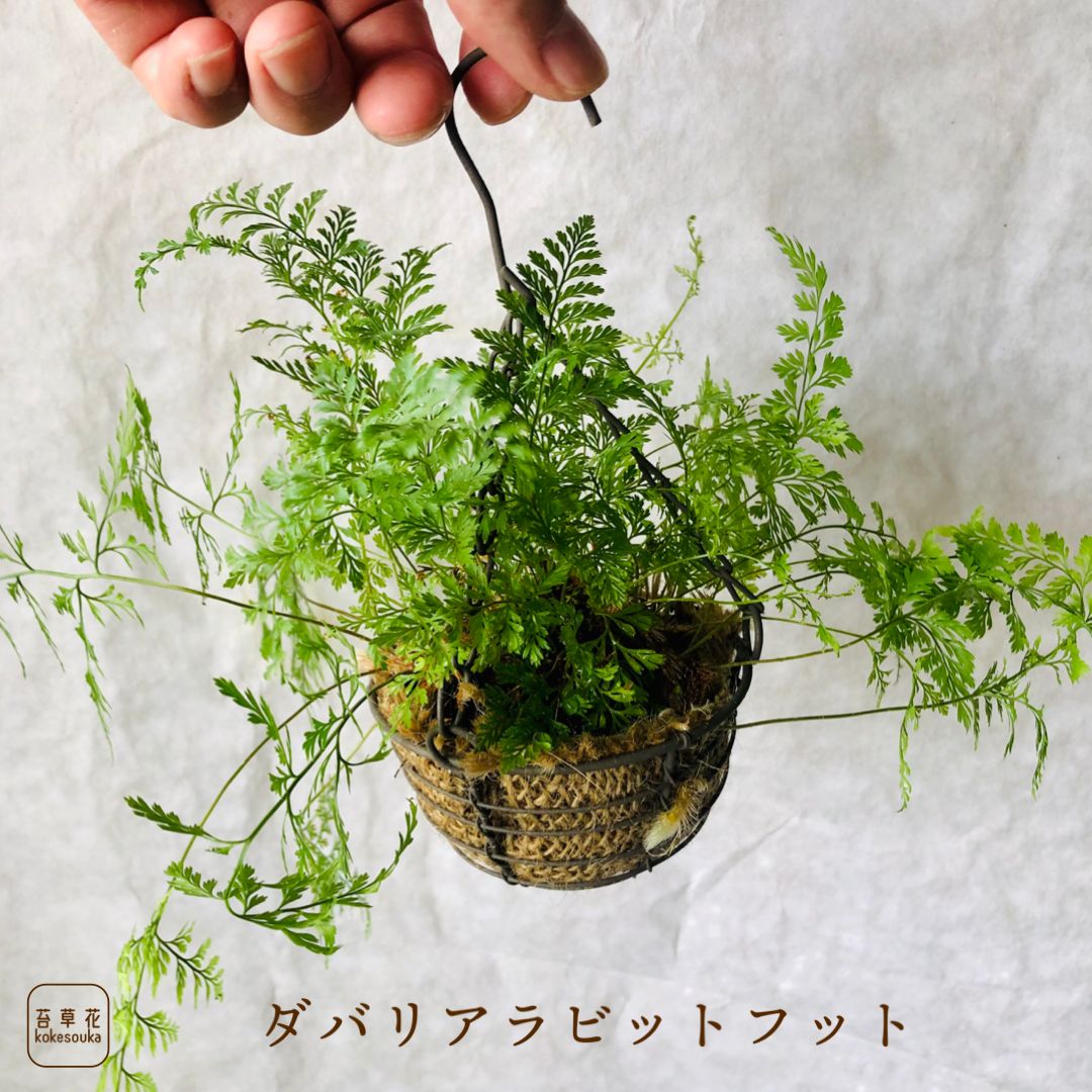 ダバリア・ラビットフット ハンギング仕立て 観葉植物 シダ植物 - メルカリ