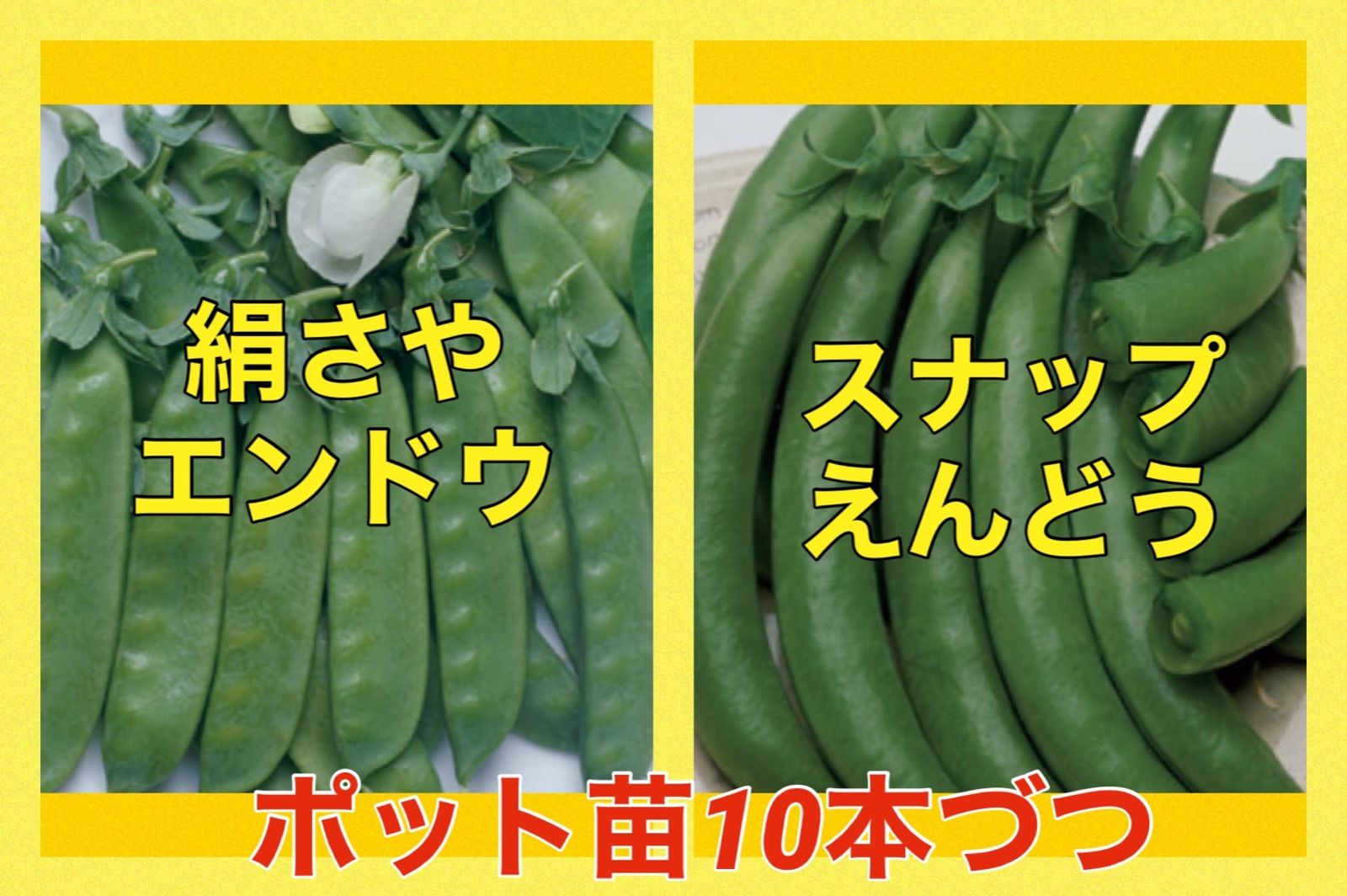 絹さやエンドウ お試し約100g 大人気新品 - 野菜