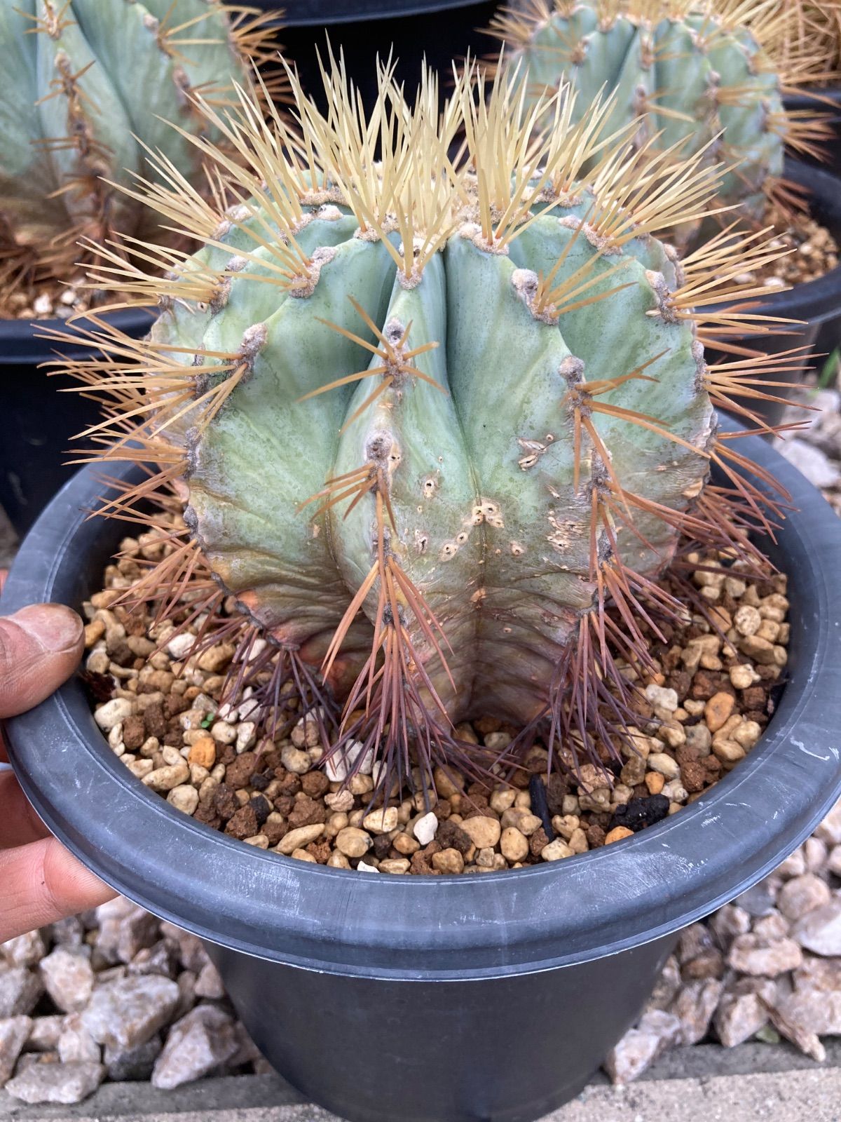 王冠竜 10号鉢 佐川急便発送代込 Y*u様 王冠竜