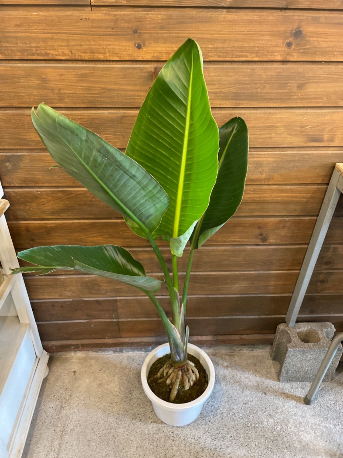 観葉植物 オーガスタ 根上がり 希少 - 植物/観葉植物