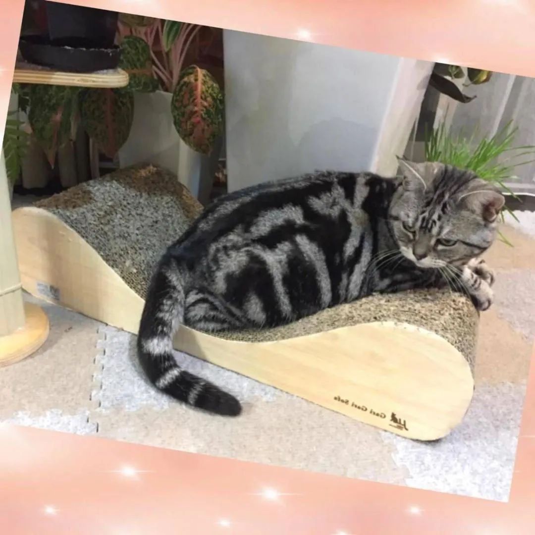 愛猫ちゃんの爪研ぎとしてのみならず寛げるソファーやベッドとしても大活躍♪