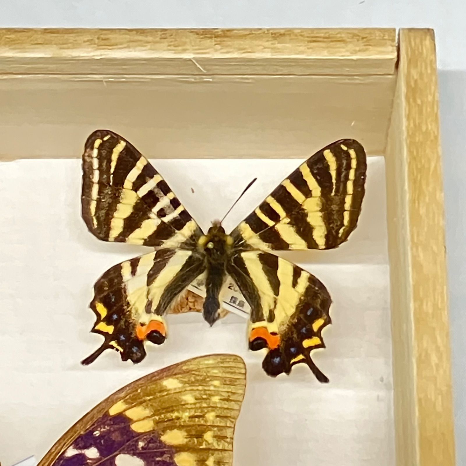 蝶 標本 昆虫 10枚 日本産蝶類標本 オオムラサキ ギフチョウ×2 他 国産 蝶 標本 昆虫 10枚 日本産蝶類標本 オオムラサキ ギフチョウ×2
