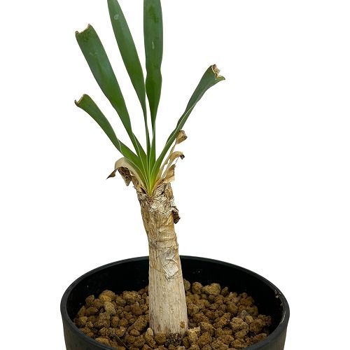 球根植物 ブーファン ディスティチャ 未発根株 3.5号ロング鉢(個体