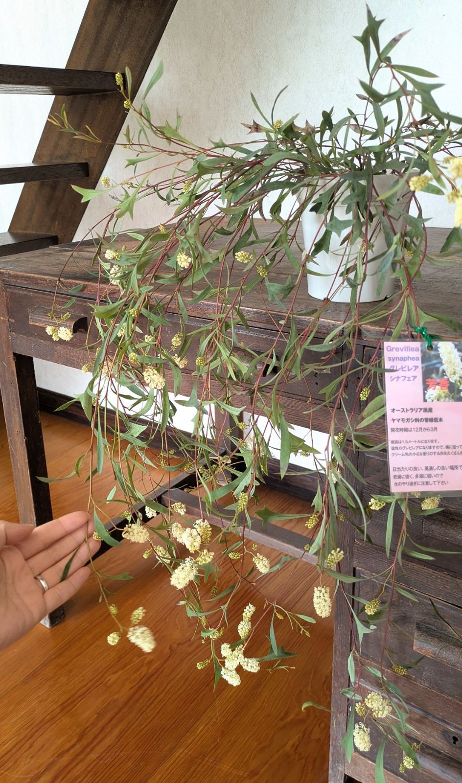 5号鉢】矮性グレビレア シナフェア シナフィー レア品種 お買得