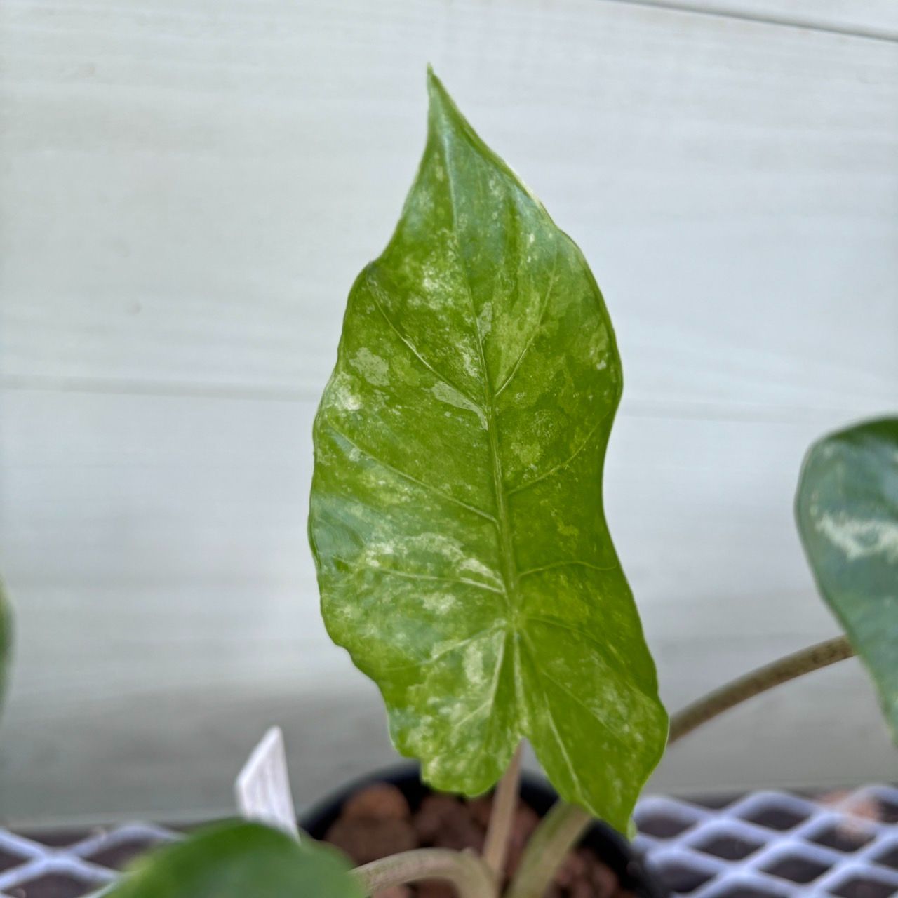 超希少❗️黄斑❗️アロカシア　マクロリザ　オーレア✨ 園芸ネット本店｜[棚卸セール]アロカシア：マクロリザ オーレア